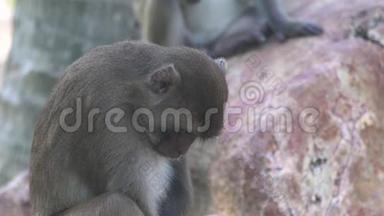 在热带森林景观中把猴子关在石头上。 丛林中的热带雨林中可爱的猴子看镜头